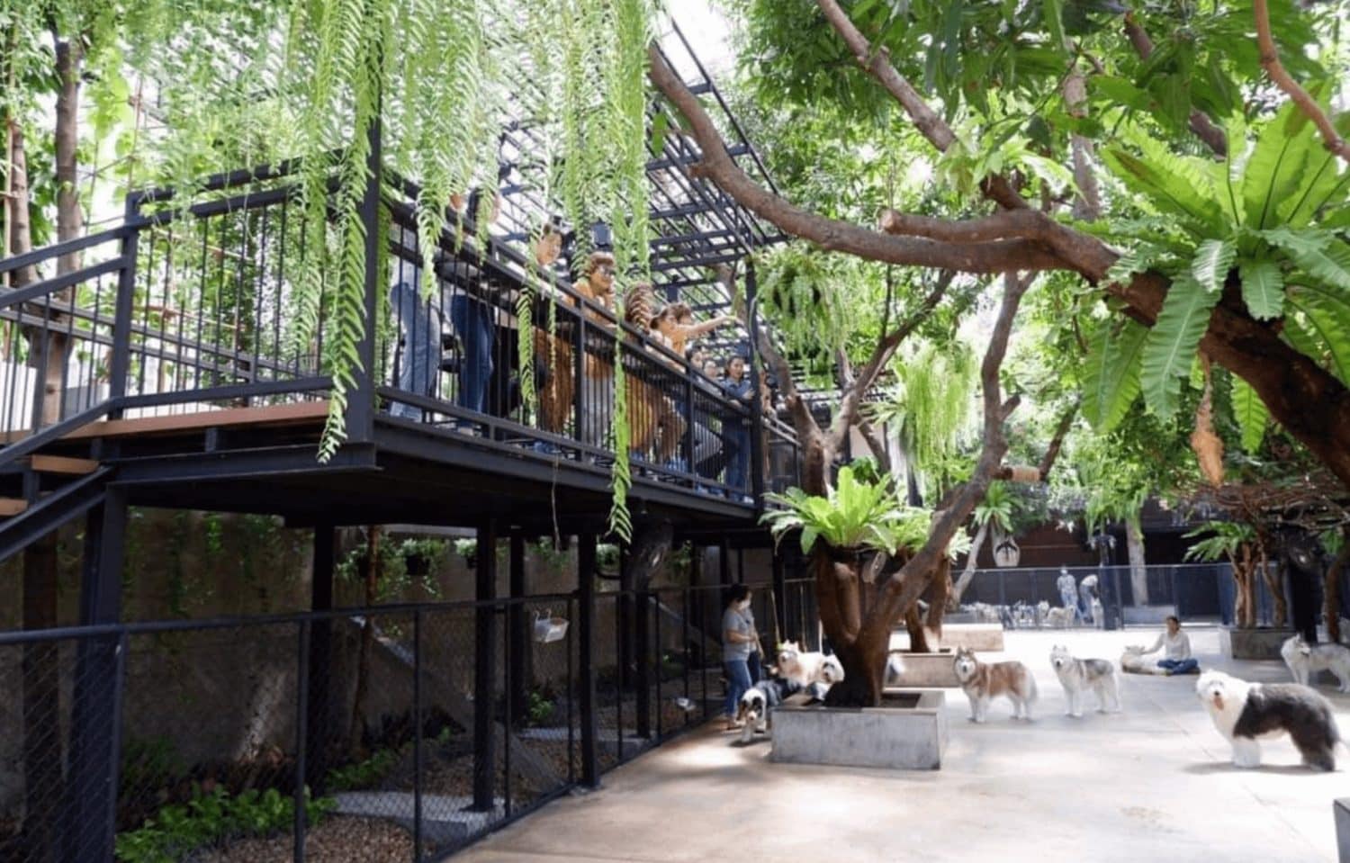 Visit dog cafe in Bangkok